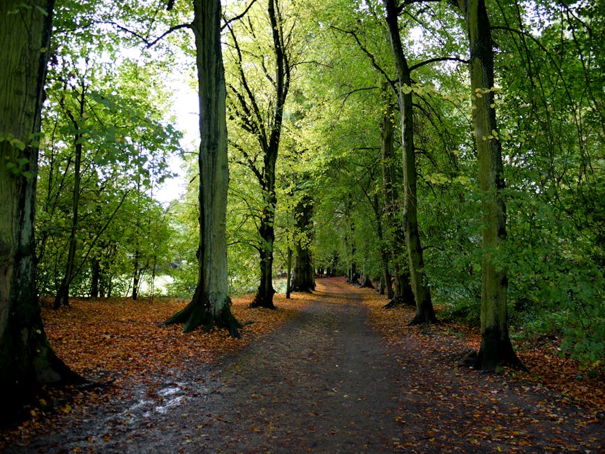 A forested pathway lined with tall deciduous trees with rough, dark bark and bright green leaves, creating a canopy overhead. The ground is covered with a mixture of brown fallen leaves and damp soil, with a narrow dirt trail winding through the trees. In the background, the pathway extends into a dense area of trees, with some patches of sunlight filtering through the foliage, illuminating the path and creating a natural, tranquil atmosphere. The scene, captured in natural daylight, highlights the lush greenery and textured bark, with an overall impression of a peaceful woodland environment suitable for quiet walks or nature observation. The image provides context for outdoor removal or clearance activities, reminiscent of natural landscapes that might be part of larger environmental or site clearance projects undertaken by companies like House Clearance Hampstead, specializing in waste removal services.